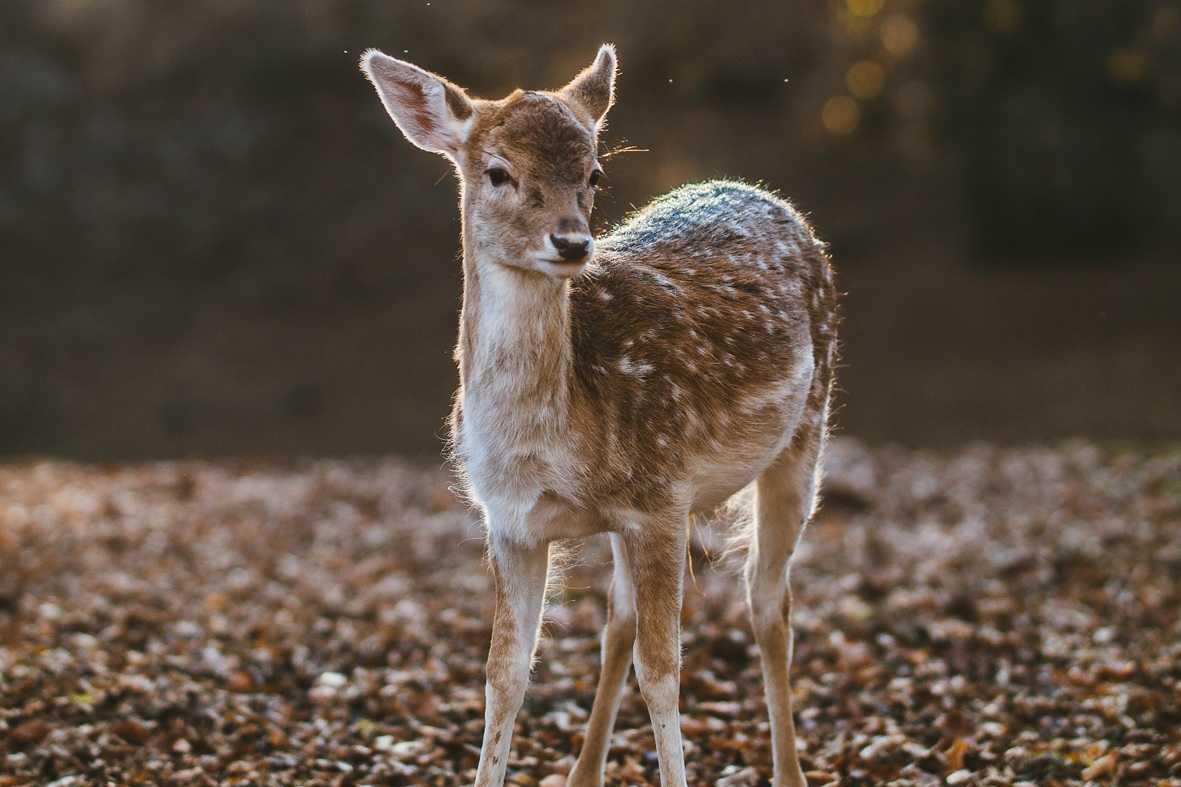Ein Rehkitz steht im Wald und wird von warmen Sonnenstrahlen beleuchtet.